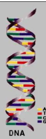 Figure 1.9 DNA is double helix structure made of four bases:  