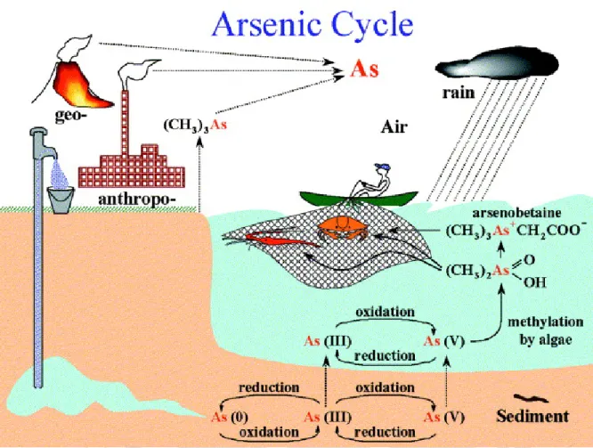 Figure 1.2: A basic bio-geochemical cycle of arsenic. Reprinted with permission from [30], Copyright: ©2002 Federation of European Microbiological Societies