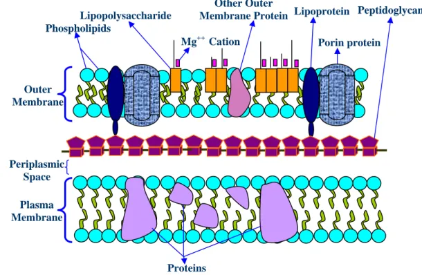 Morphology, nutrition and physiology of bacteria