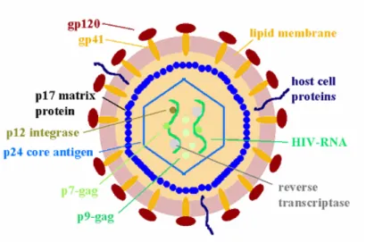 Fig. 7a: Structure of HIV Virion 