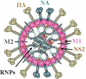Fig. 8a:  Influenza virus 