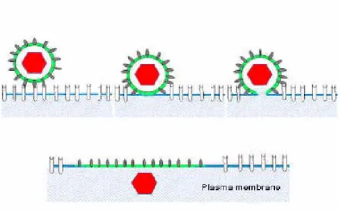 Fig. 2: Fusion of a virus with the plasma membrane after attachment  to a cell  surface receptor 