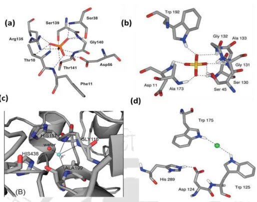 Fig. 1.1 Anion binding in biology depicting, (a) binding mode of phosphate anion in phosphate-binding protein, (b)  binding  mode  of  sulfate  anion  binding  in  sulfate-binding  protein,  where  the  sulfate  is  bound  by  seven  hydrogen  bonds  from 
