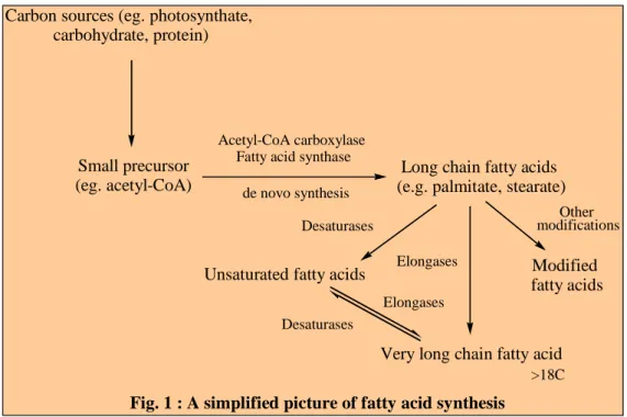Fig. 1 : A simplified picture of fatty acid synthesis