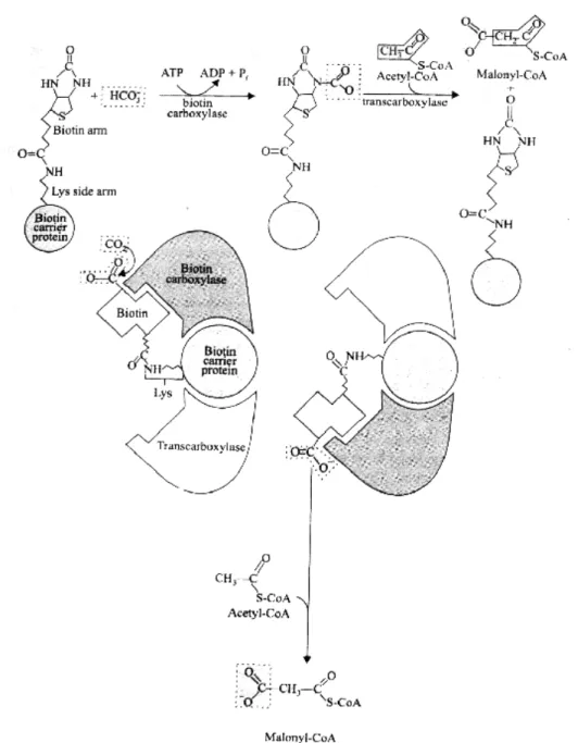 Fig. 4. The acetyl-CoA carboxylase reaction 