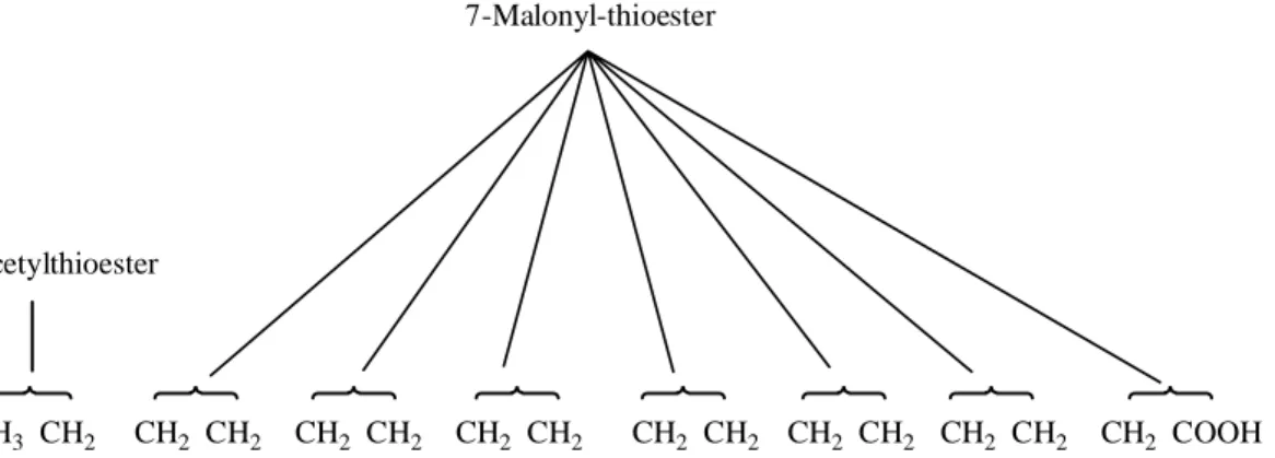 Fig. 10 The origin of carbon atoms in palmitic acid 