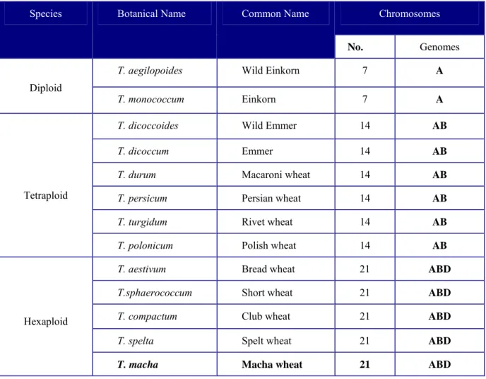 Table 1.1 Different Species of wheat    Source: Mangelsdorf (1953)       