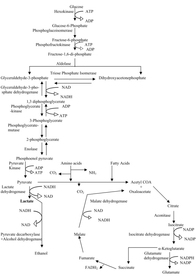 Fig. 3: The pathways of carbohydrate metabolism in parasites 
