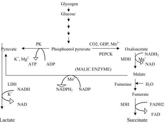 Fig. 4: Phosphoenolpyruvate- succinate pathway in filarial parasites 