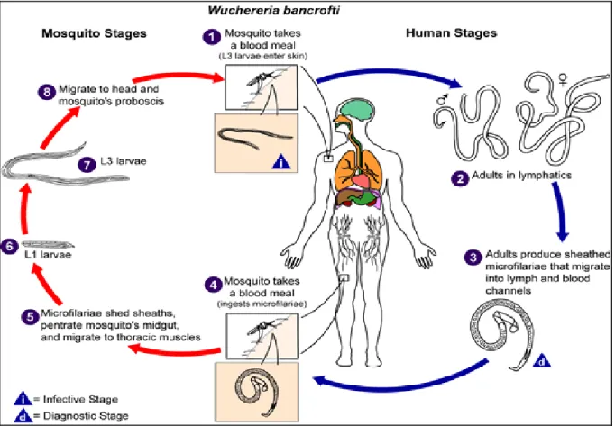 Fig. 1: Life cycle of Filarial Parasite 