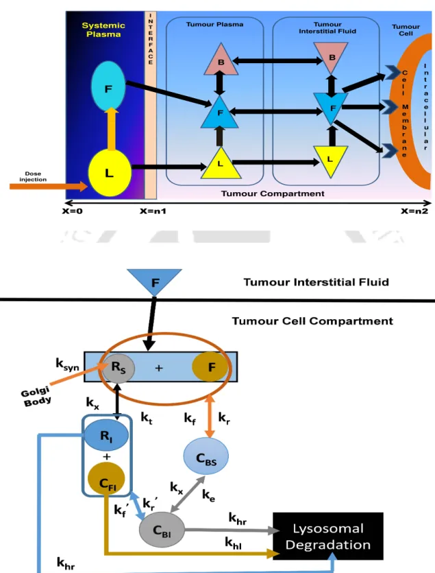 Figure 7.1: Schematic diagram of liposomal drug release and drug transport to tumour compartment In order to elucidate the drug release and drug transport mechanism to the targeted tumour cells, the physical, biological and biochemical phenomena are discus