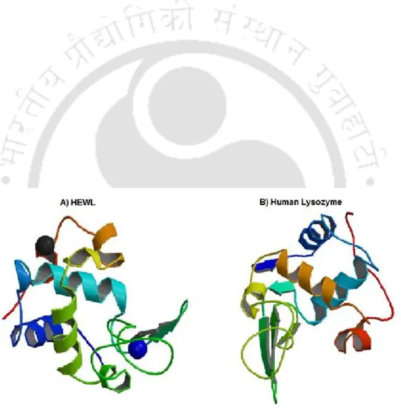 Figure 1.1 : Crystal Structure of A) HEWL and B) human lysozyme (PDB ID-193L &amp; 1LZ1  respectively).