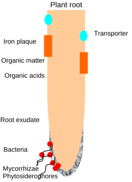 Figure 16:  Trace elements in soil solution  + Ligand =  related complex biogeochemical processes (rhizosphere  biogeotechnology)