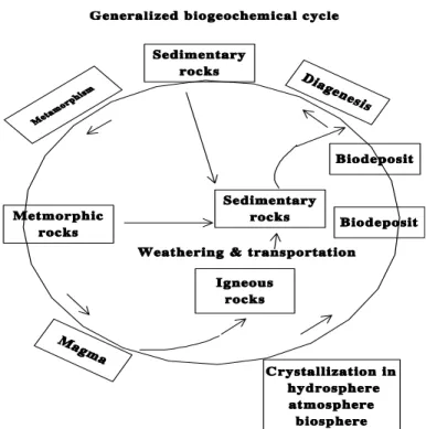 Figure 2:  Important components of a generalized biogeochemical cycle