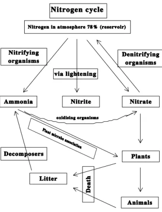 Figure 7:  Nitrogen cycle 