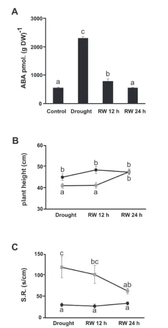 Fig. 1. A. Content of ABA in leaves of Panicum virgatum cv. Greenville grown under  drought (Drought) and after 12 and 24 h of re-watering (RW 12 h and RW 24 h)