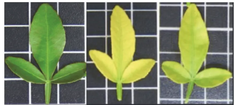 Fig. 1. Control and chlorotic leaves of citrange Carrizo. 