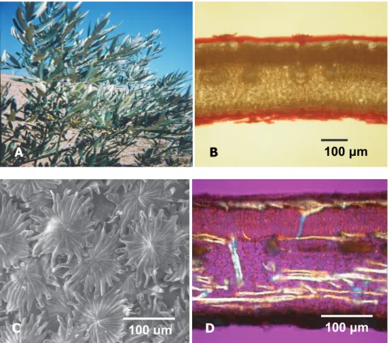 Fig. 1. Olive protections at leaf level against water loss and excessive irradiance. (A)  Paraheliotropic movement under water stress; (B) Dense packing of the mesophyll layers  and thick cuticle and epicuticular wax layers (optical micrograph); (C) Dense 