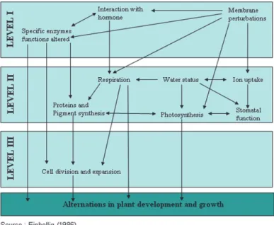 Diagram 1. Mechanism of action and physiological effects  2.1 Allelopathic interactions between plants 