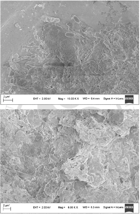 Fig.  7.5  FESEM  images  of  the  biofilm  formed  over  biosupport  material  at  its  different  positions