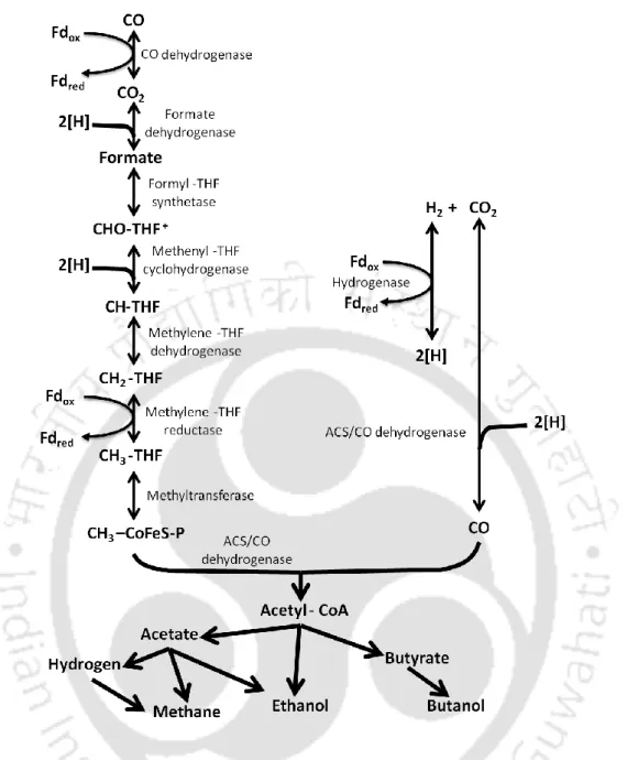Fig.  2.3  Biochemical  pathway  for  CO  bioconversion  to  different  products  (CH-THF: 
