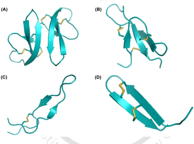 Figure 1.3 Antimicrobial peptides with β-sheet structure. [A] human α-defensin 1 (PDB ID: 