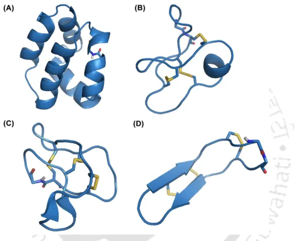 Figure 1.4 Cyclic antimicrobial peptides. [A] enterocin AS-48 (PDB ID: 1E68), [B] circulin  A  (PDB  ID:  1BH4),  [C]  kalata  B1  (PDB  ID:  1KAL),  [D]  rhesus  θ-defensin  1  (PDB  ID: 