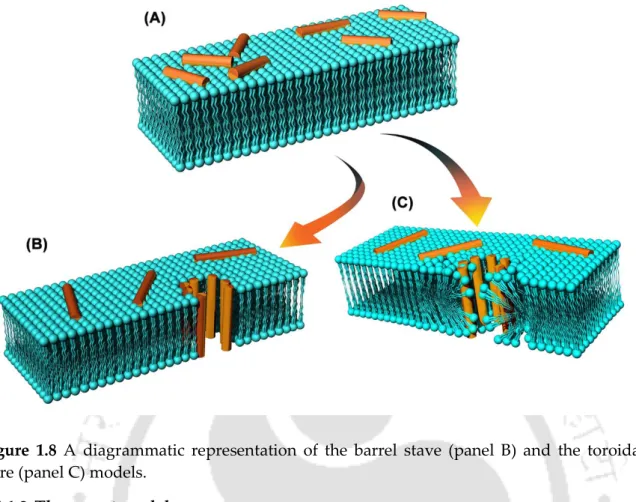 Figure  1.8  A  diagrammatic  representation  of  the  barrel  stave  (panel  B)  and  the  toroidal  pore (panel C) models