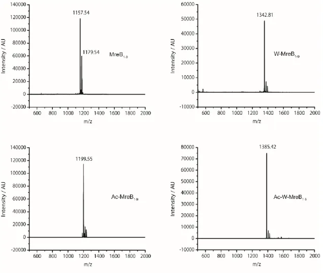 Figure 3.3 MALDI-TOF mass spectra of the purified MreB-derived peptides. The calculated  monoisotopic masses for MreB 1-9 , Ac-MreB 1-9 , W-MreB 1-9 , and Ac-W-MreB 1-9  are 1155.63 Da,  1197.64  Da,  1341.71  Da,  and  1383.72  Da,  respectively