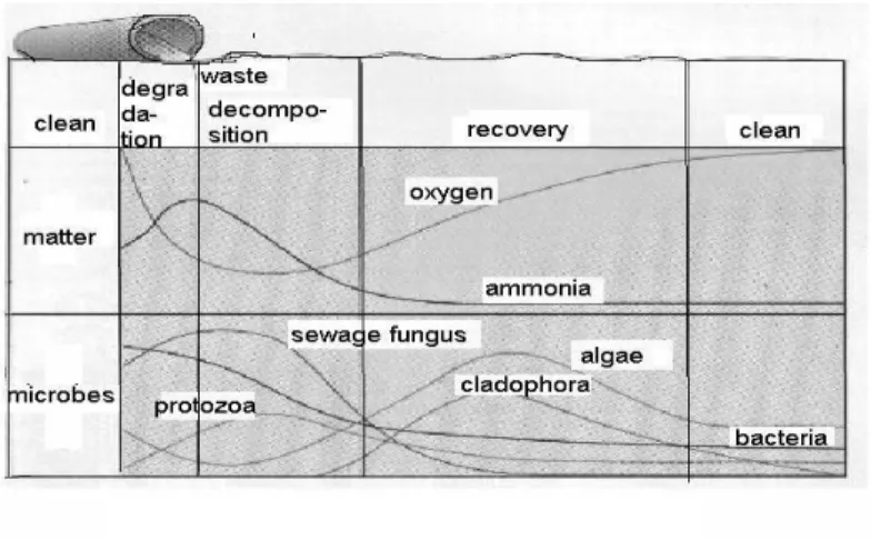 Figure 1:  Sewage outfall and self purification 