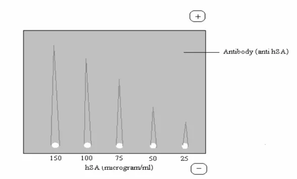 Fig. 7: A schematic diagram of Laurell’s rocket immunoelectrophoresis. The agarose  gel contains anti human Serum Albumin (hSA) antibody and the wells punched in the 