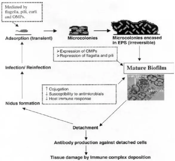 Figure 1: Schematic representation of steps in biofilm formation and its consequences (Prakash et  al., 2003) 