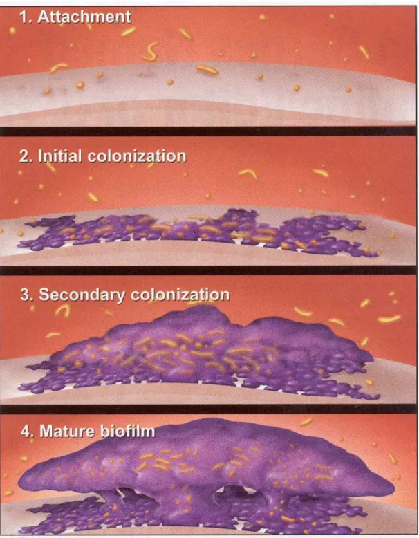 Figure 3:  Pattern of biofilm development in dental plaque 