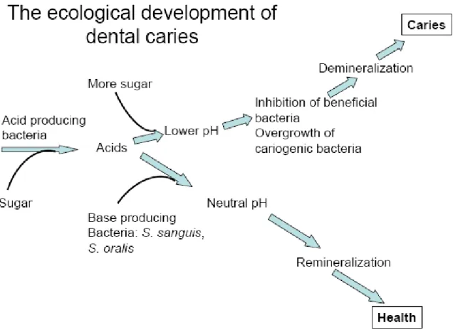 Figure 4: Schematic representation of ecological development of dental carries. 