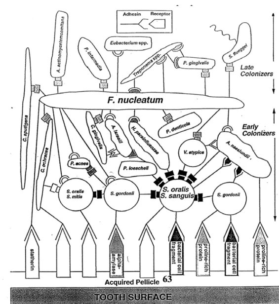 Figure 5: Intermolecular interactions involved in biofilm development 