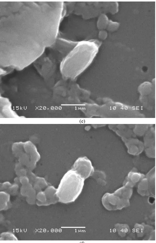 Figure 11: SEM pictures of (a-d) Biofilm formed by BW, (e-f) Biofilm formed by  NW at different magnifications