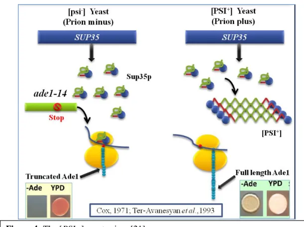 Figure 5: The [RPS+] and [rps-] prion in yeast. Prion domain of Rnq1 when fused  with  Sup35  mimics  [PSI+]  prion