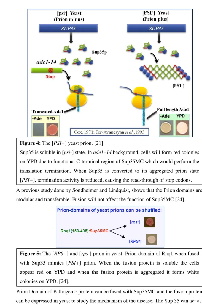 Figure 4: The [PSI+] yeast prion. [21] 