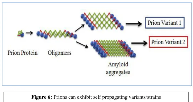Figure 6: Prions can exhibit self propagating variants/strains 