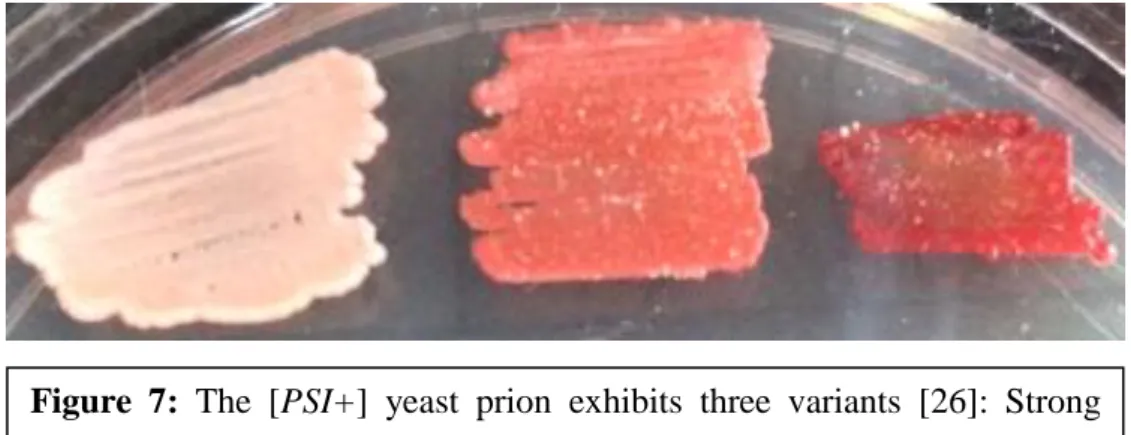Figure  7:  The  [PSI+]  yeast  prion  exhibits  three  variants  [26]:  Strong  [PSI+] (White), Weak [PSI+] (Pink) and [psi–] (red)