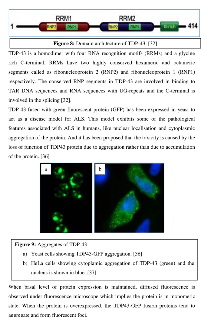 Figure 8: Domain architecture of TDP-43. [32] 
