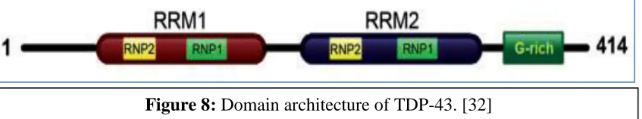 Figure 9: Aggregates of TDP-43 