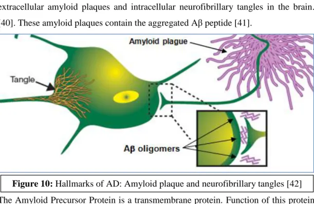 Figure  11:  Amyloid  Precursor  Protein  (APP)  showing  the  N-Terminal  signal  peptide, a serine protease inhibitor domain of the Kunitz type (KPI) and amyloid  β-peptide (Aβ) including the transmembrane domain (TM) [43] 