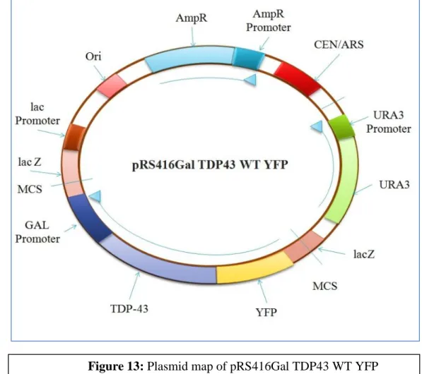 Figure 13: Plasmid map of pRS416Gal TDP43 WT YFP 
