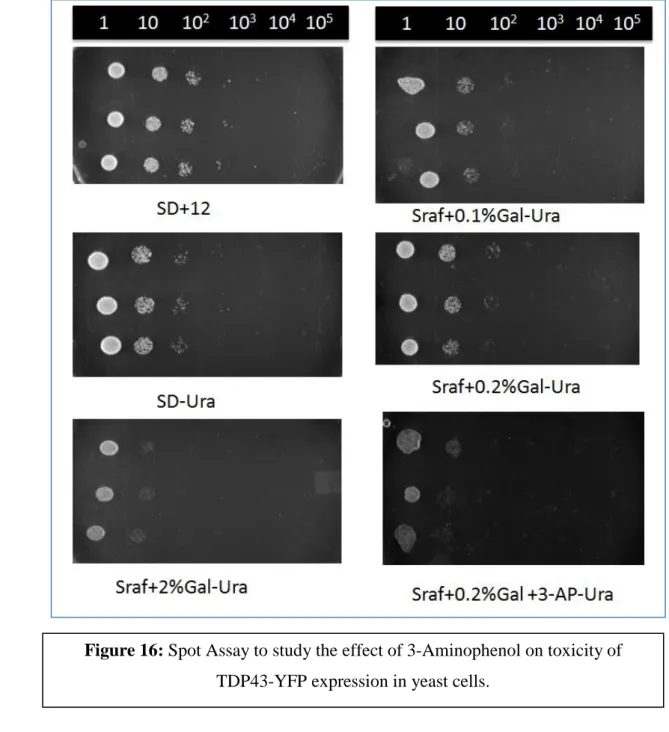 Figure 16: Spot Assay to study the effect of 3-Aminophenol on toxicity of  TDP43-YFP expression in yeast cells