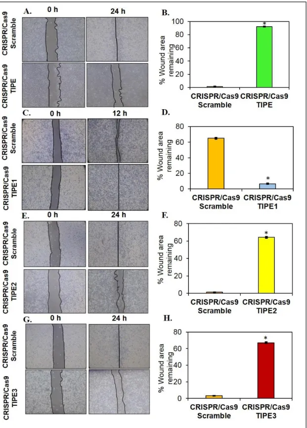 Figure  4.4.  Effect  of  CRISPR/Cas9  mediated  knockout  of  TIPEs  on  the  migration of lung cancer cells
