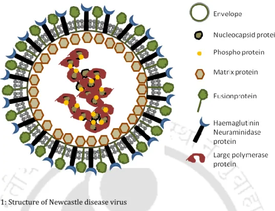 Figure 1.1: Structure of Newcastle disease virus 