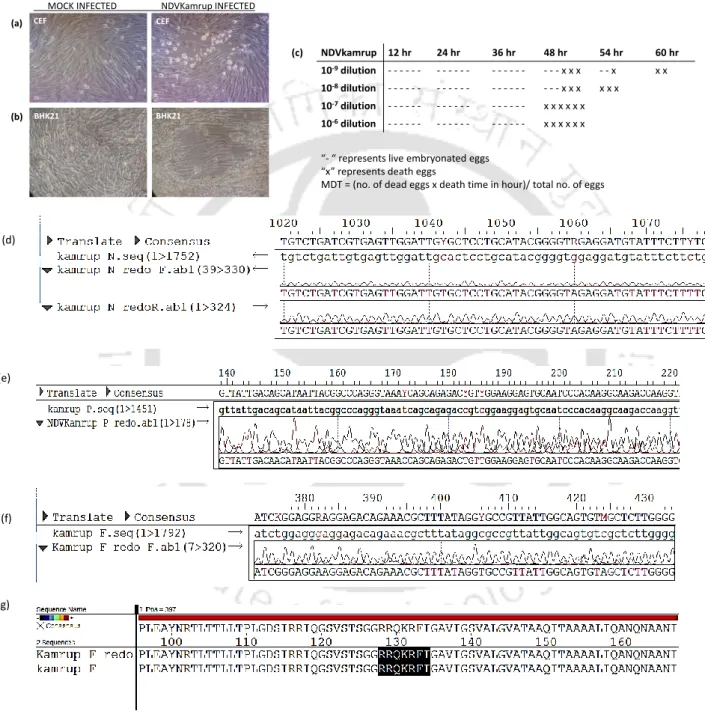 Figure  2.1.  Plaque  purification  images  of  Newcastle  disease  virus  strain  Kamrup  in  CEF  (a)  and  BHK21  (b)  cell  lines