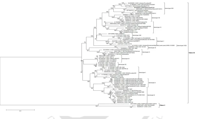 Figure 2.3a: Phylogenetic analysis of Newcastle disease virus strain Kamrup based on its complete genome length
