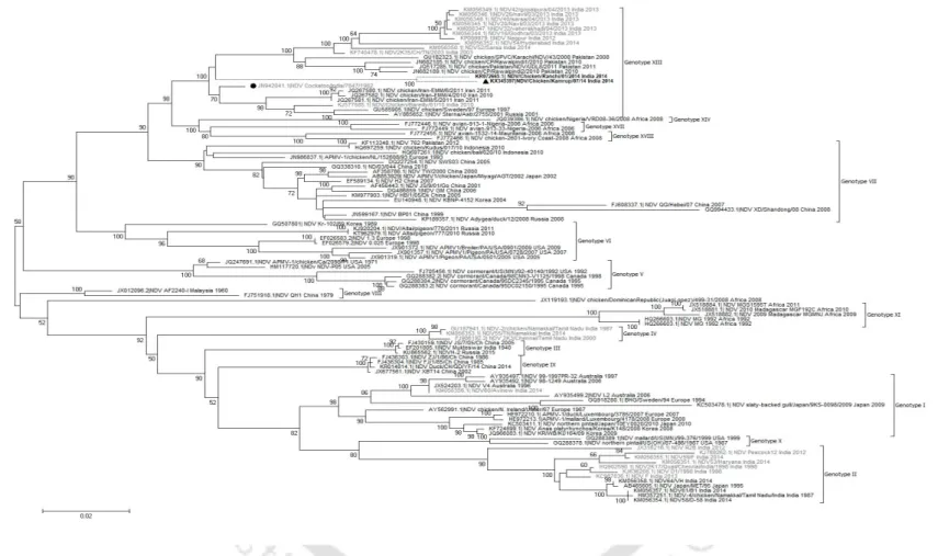Figure 2.3b: Phylogenetic analysis of Newcastle disease virus strain Kamrup based on complete fusion gene of different genotypes of class II